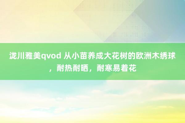 泷川雅美qvod 从小苗养成大花树的欧洲木绣球，耐热耐晒，耐寒易着花